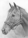 horse pencil drawing portrait