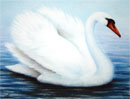 swam pastels drawing